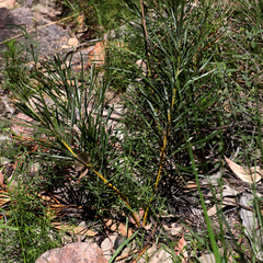 Macrozamia plurinervia