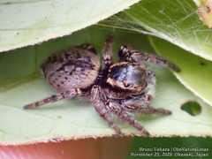 Carrhotus xanthogramma