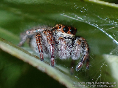 Carrhotus xanthogramma