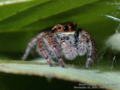 Carrhotus xanthogramma