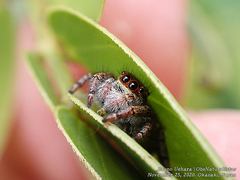 Carrhotus xanthogramma