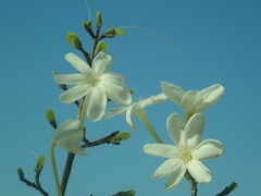 Ixoroideae