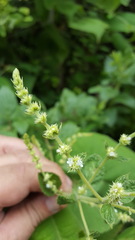 Asterohyptis stellulata