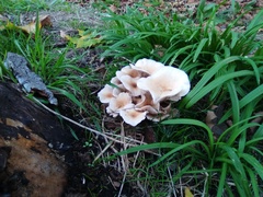 Fungi