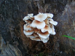 Fungi