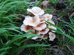 Fungi
