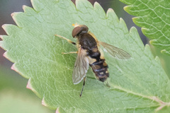 Parhelophilus obsoletus