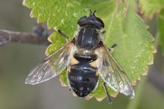 Helophilus lapponicus