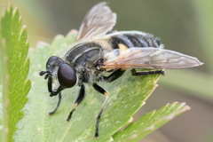 Helophilus lapponicus