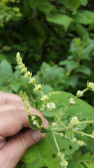 Asterohyptis stellulata