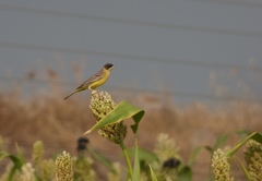 Emberiza melanocephala