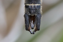 Somatochlora hudsonica