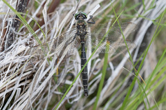 Somatochlora hudsonica