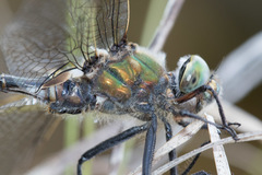 Somatochlora hudsonica