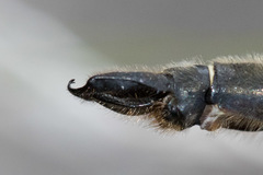 Somatochlora hudsonica