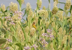 Emberiza bruniceps