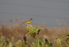 Emberiza bruniceps