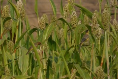 Emberiza bruniceps