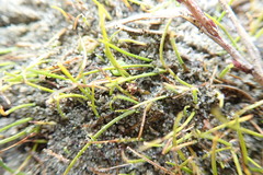 Isolepis basilaris