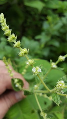 Asterohyptis stellulata