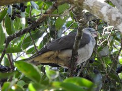 Ducula badia