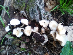 Fungi
