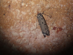 Ethmia heptasema
