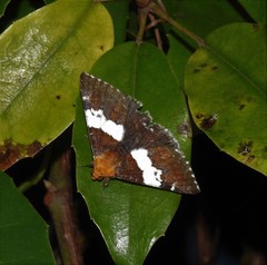 Buzara latizona