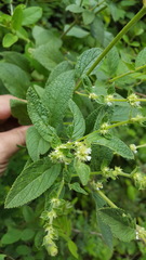 Asterohyptis stellulata