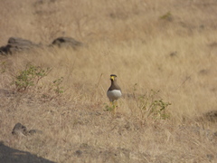 Vanellus malabaricus