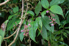 Oxyspora paniculata