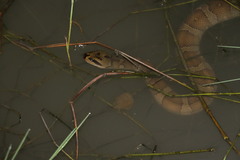 Homalopsis buccata