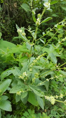 Asterohyptis stellulata