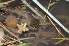 Homalopsis buccata