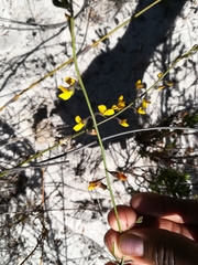 Lebeckia plukenetiana
