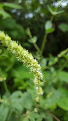 Asterohyptis stellulata