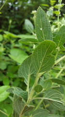 Asterohyptis stellulata