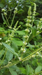 Asterohyptis stellulata