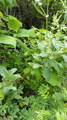 Asterohyptis stellulata