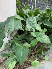 Caladieae