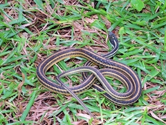 Thamnophis proximus orarius