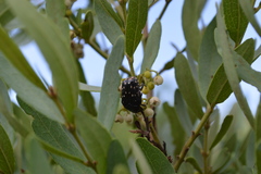 Clinteroides permutans