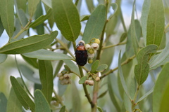 Clinteroides permutans