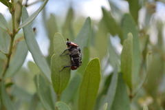 Clinteroides permutans