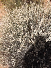 Eriogonum wrightii wrightii