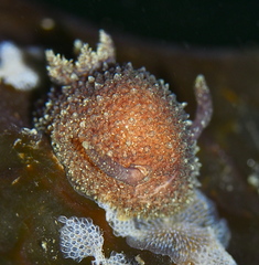 Acanthodoris pilosa