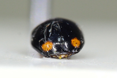 Hyperaspis reppensis pseudopustulata