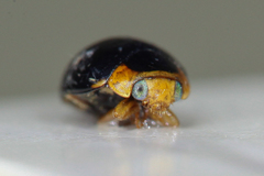 Hyperaspis reppensis pseudopustulata