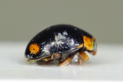 Hyperaspis reppensis pseudopustulata