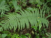 Dryopteris atrata stenolepis - Photo (c) Jacy Chen, some rights reserved (CC BY), uploaded by Jacy Chen